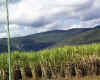 13May_sugarcane.jpg (74055 bytes)